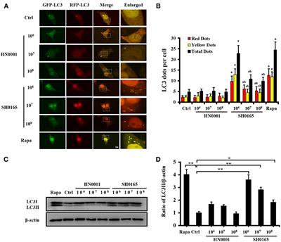 Autophagy Is a Defense Mechanism Inhibiting Invasion and Inflammation During High-Virulent Haemophilus parasuis Infection in PK-15 Cells